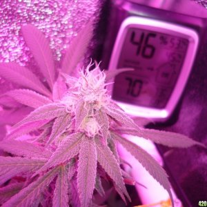 Bay 11 Clones March 25th Day 37 Flower