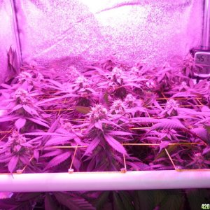 Bay 11 Clones March 26th Day 38 Flower