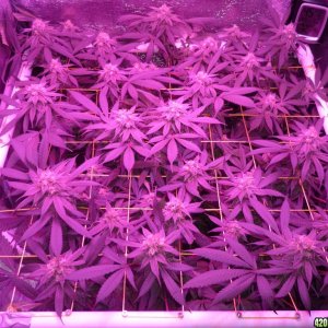 Bay 11 Clones March 26th Day 38 Flower