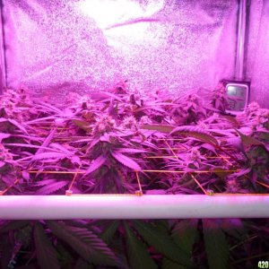 Bay 11 Clones March 28th Day 40 Flower