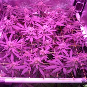 Bay 11 Clones March 28th Day 40 Flower