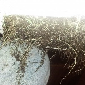 first_pot_roots