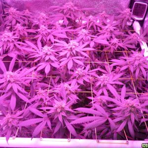 Bay 11 Clones March 29th Day 41 Bloom