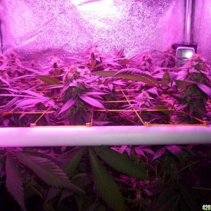 Bay 11 Clones March 29th Day 41 Bloom