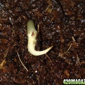 This is how it germinates