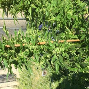 Outdoor flowering girls