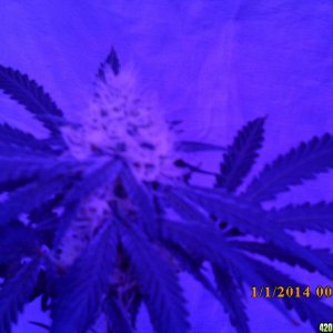 pics for grow journal