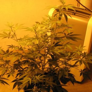 420_pics_0123