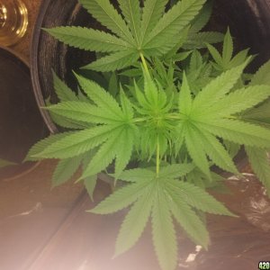 How does my plant look?