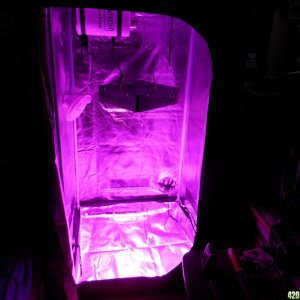 new grow light