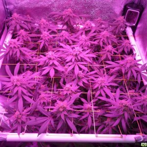 Bay 11 Clones April 5th Day 48 Bloom