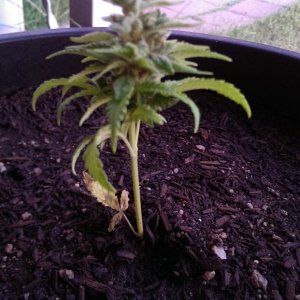 Dwarf Afganj Kush