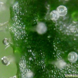 microscope off bertha trichs 500x