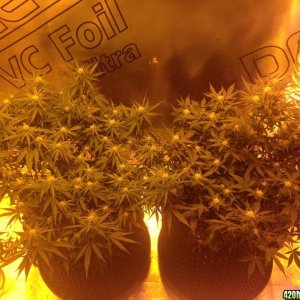 WW and TD that veg under MH600 then flower under hps400+LED