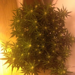 WW and TD that veg under MH600 then flower under hps400+LED