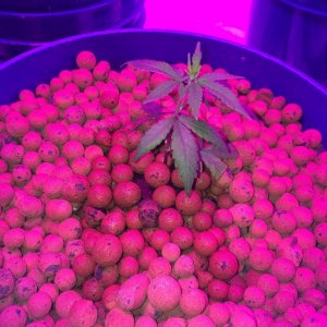 new growth on clones