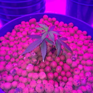 new growth on clones