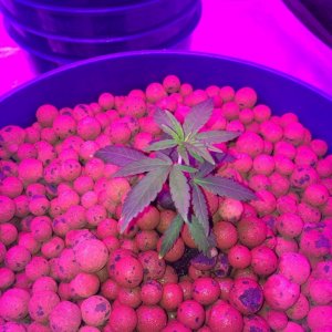 new growth on clones