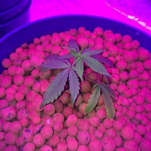 new growth on clones