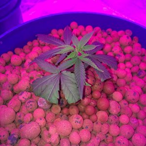 new growth on clones