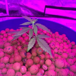 new growth on clones