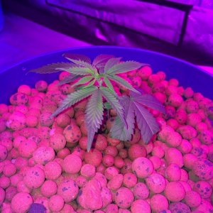 new growth on clones