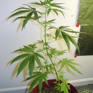 Grow Pics Round 8