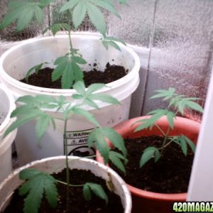 Closet Grow