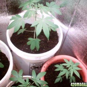 Closet Grow