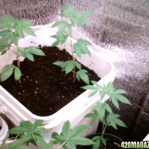 Closet Grow