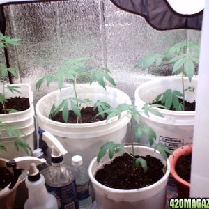 Closet Grow