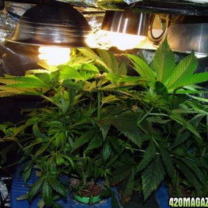 Grow Journal updates