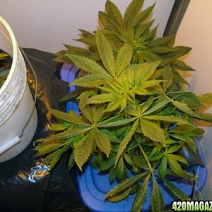 Grow Journal updates