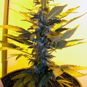 Grow Journal updates