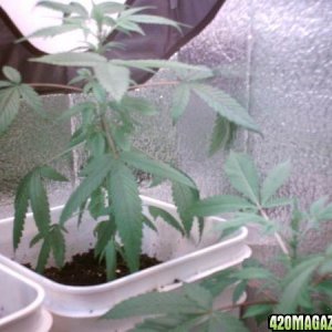 Closet Grow