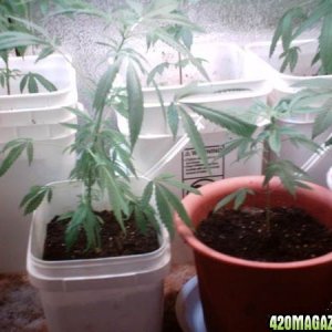 Closet Grow