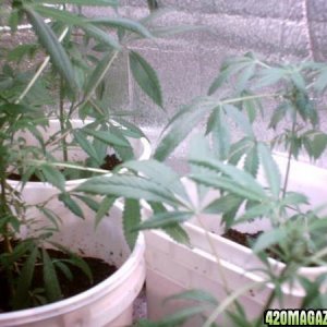 Closet Grow