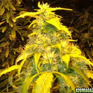 testflowerday64