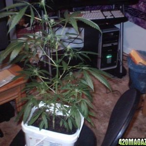 Closet Grow