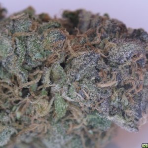 Purple Dream