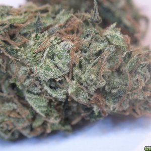 Sour Diesel