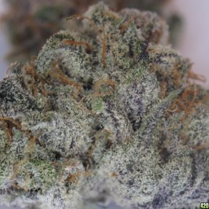 Blackberry Kush