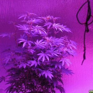 Day 8 of flower marsII 1600w