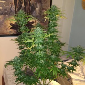 Bag seed grow 4 weeks in flower