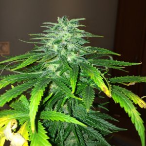 Bag seed grow 4 weeks in flower