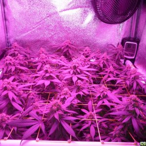 Bay 11 Clones April 12th Day 55 Bloom