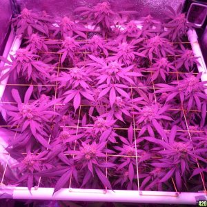 Bay 11 Clones April 12th Day 55 Bloom