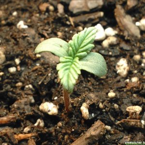 Seedling