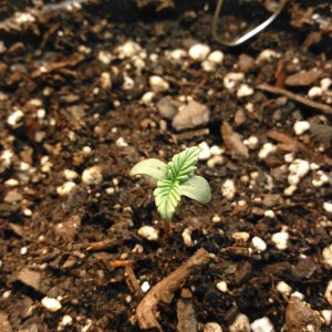 Seedling