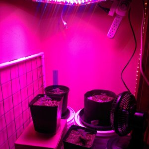 First LED Grow